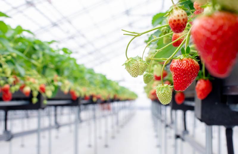 佐右衛門ファーム