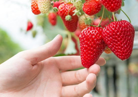 いちご狩り