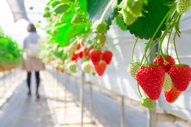 いちご狩り